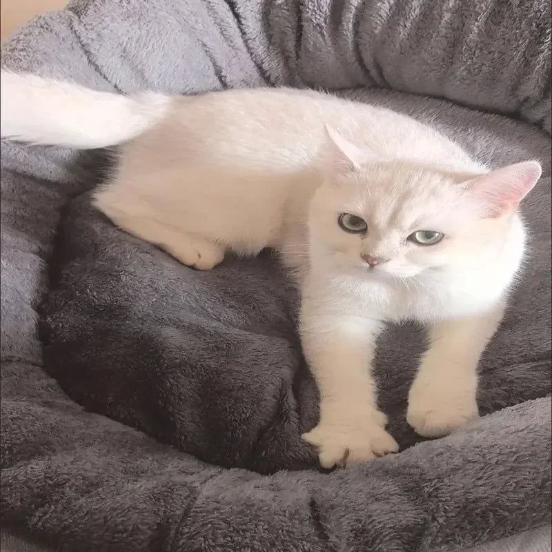 Caminha Pet Super Confortável 100% Algodão